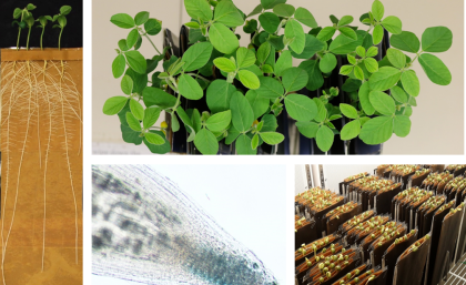 CLE peptides are critical for plant development CLE peptides are critical for plant development